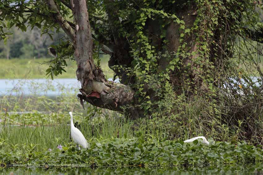 Seidenreiher (Egretta garzetta)