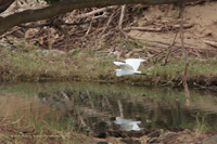 Seidenreiher (Egretta garzetta)