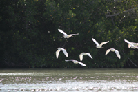 Seidenreiher (Egretta garzetta)