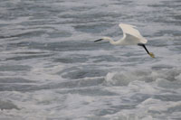 Seidenreiher (Egretta garzetta)