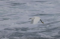 Seidenreiher (Egretta garzetta)