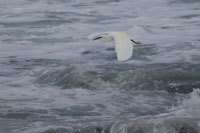 Seidenreiher (Egretta garzetta)