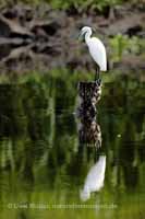 Seidenreiher (Egretta garzetta)