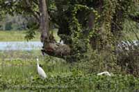 Seidenreiher (Egretta garzetta)