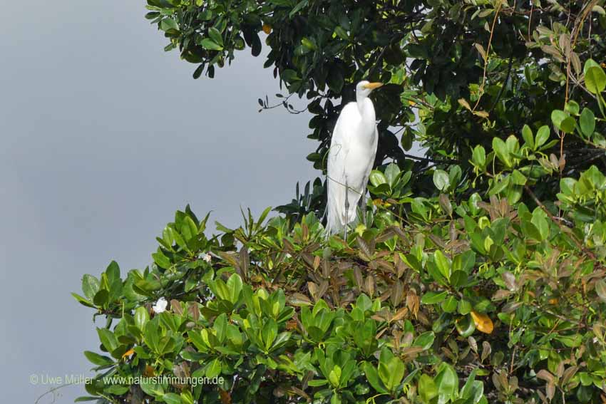 Silberreiher (Ardea alba)