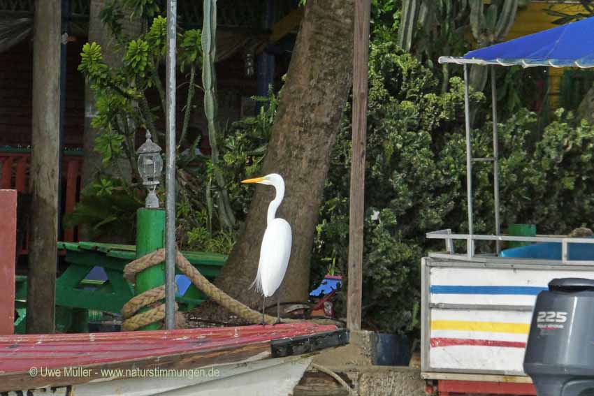 Silberreiher (Ardea alba)