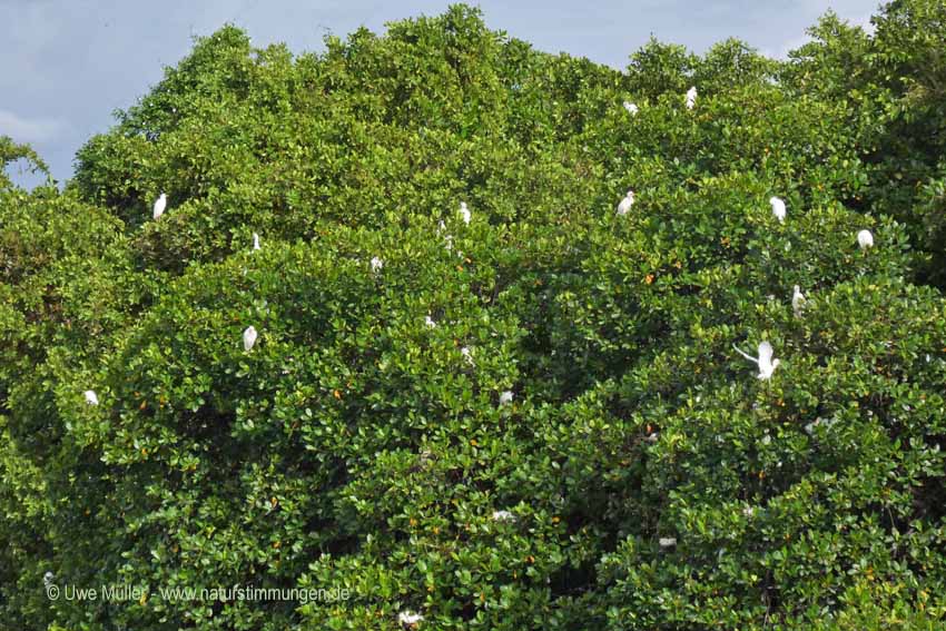 Silberreiher (Ardea alba)