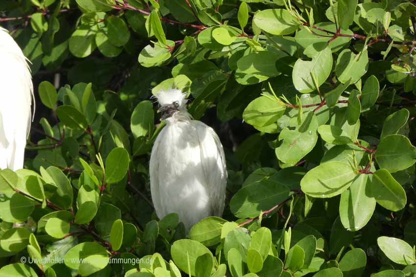 Silberreiher (Ardea alba)