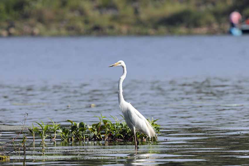 Silberreiher (Ardea alba)