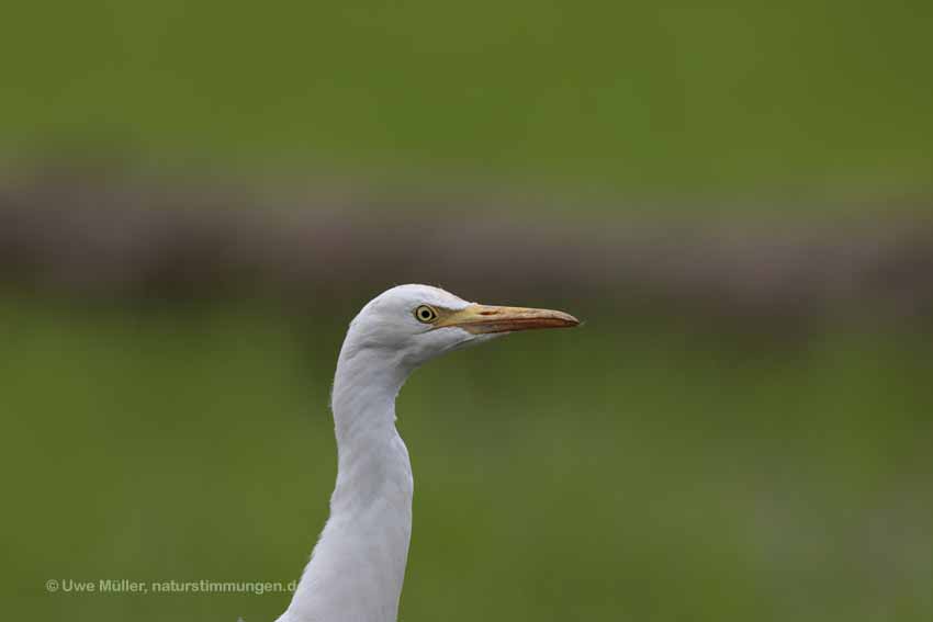 Silberreiher (Ardea alba)