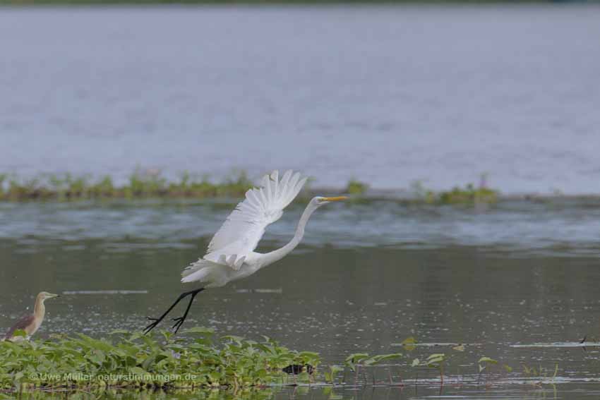 Silberreiher (Ardea alba)
