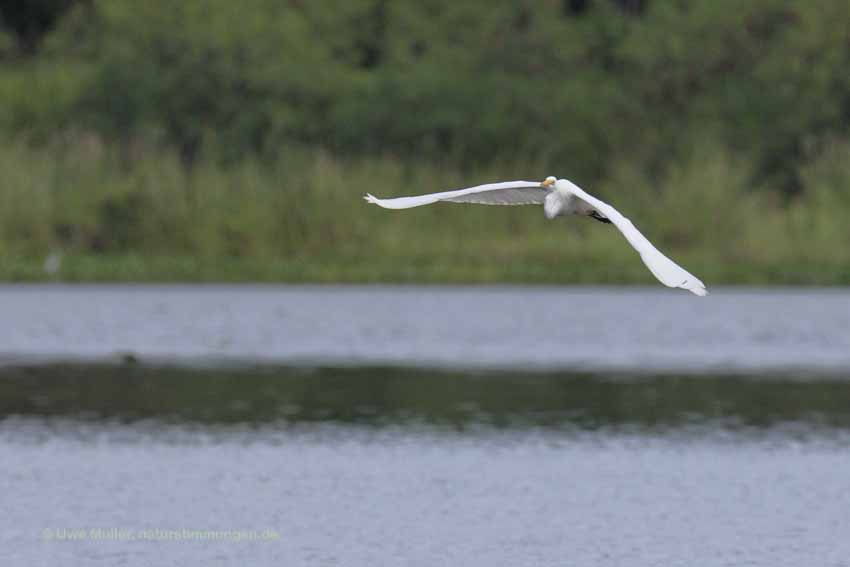 Silberreiher (Ardea alba)
