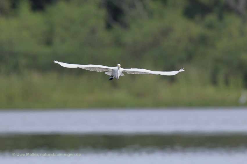 Silberreiher (Ardea alba)