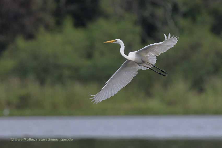 Silberreiher (Ardea alba)