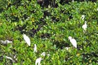 Silberreiher (Ardea alba)