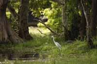 Silberreiher (Ardea alba)