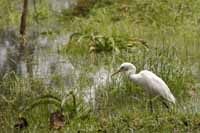 Silberreiher (Ardea alba)