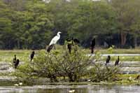 Silberreiher (Ardea alba)