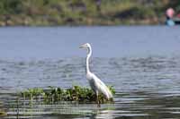 Silberreiher (Ardea alba)