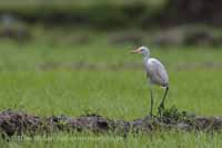 Silberreiher (Ardea alba)