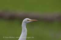 Silberreiher (Ardea alba)