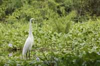 Silberreiher (Ardea alba)