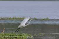 Silberreiher (Ardea alba)