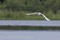 Silberreiher (Ardea alba)