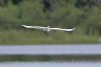 Silberreiher (Ardea alba)