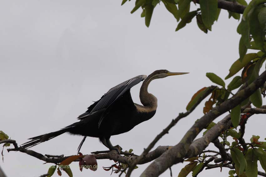 Orient-Schlangenhalsvogel (Anhinga melanogaster)