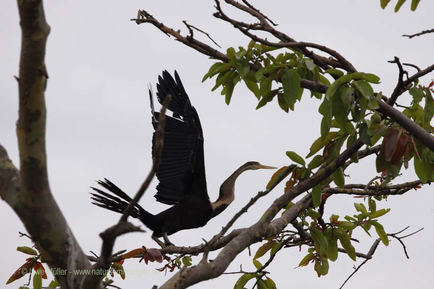 Orient-Schlangenhalsvogel (Anhinga melanogaster)