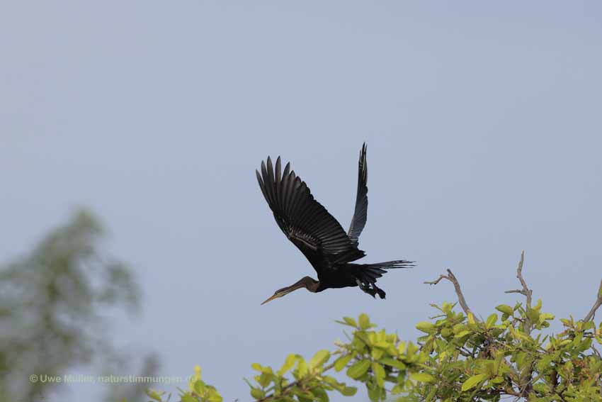 Orient-Schlangenhalsvogel (Anhinga melanogaster)