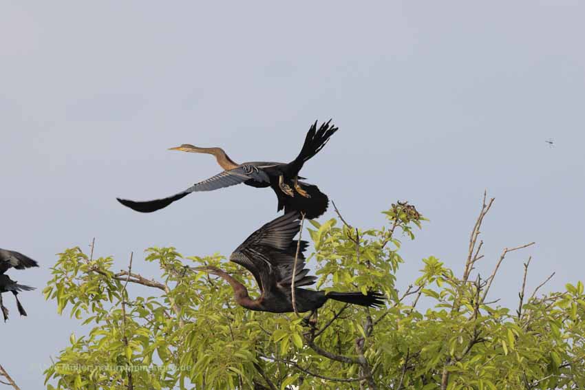 Orient-Schlangenhalsvogel (Anhinga melanogaster)