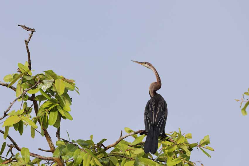 Orient-Schlangenhalsvogel (Anhinga melanogaster)