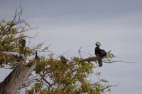 Orient-Schlangenhalsvogel (Anhinga melanogaster)