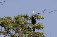 Orient-Schlangenhalsvogel (Anhinga melanogaster)