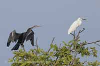 Orient-Schlangenhalsvogel (Anhinga melanogaster)