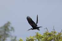 Orient-Schlangenhalsvogel (Anhinga melanogaster)