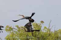 Orient-Schlangenhalsvogel (Anhinga melanogaster)