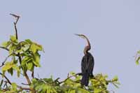 Orient-Schlangenhalsvogel (Anhinga melanogaster)