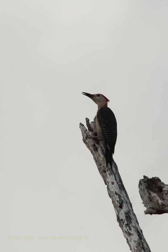 Karibikspecht (Melanerpes santacruzi)