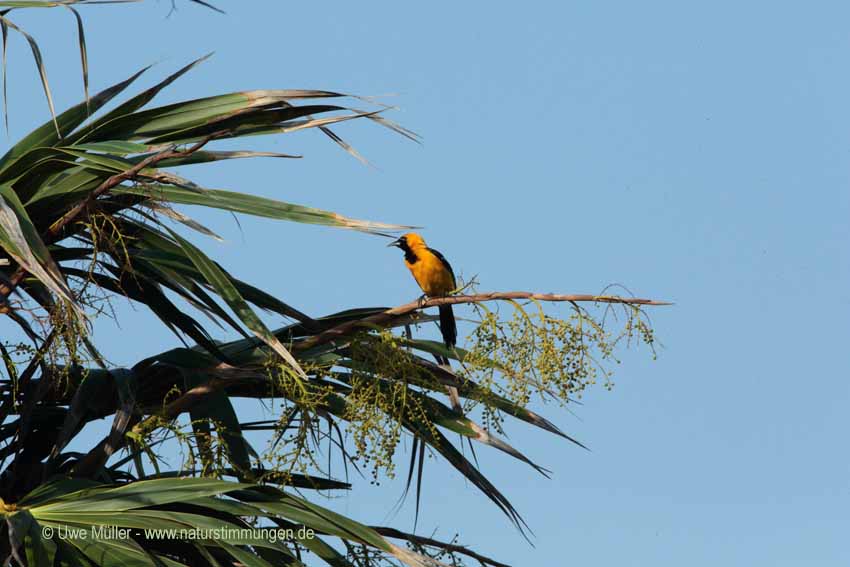 Schwarzkehltrupial (Icterus gularis)