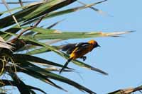 Stärlinge (Icteridae)