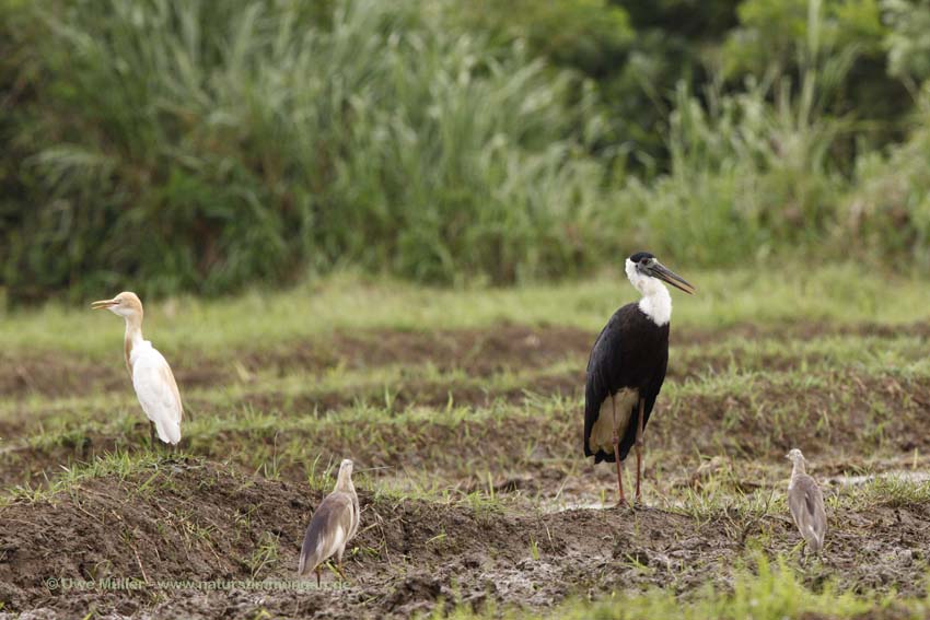 Asien-Wollhalsstorch (Ciconia episcopus)