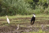 Asien-Wollhalsstorch (Ciconia episcopus)