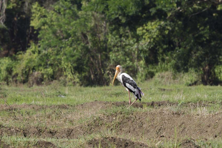 Buntstorch (Mycteria leucocephala)