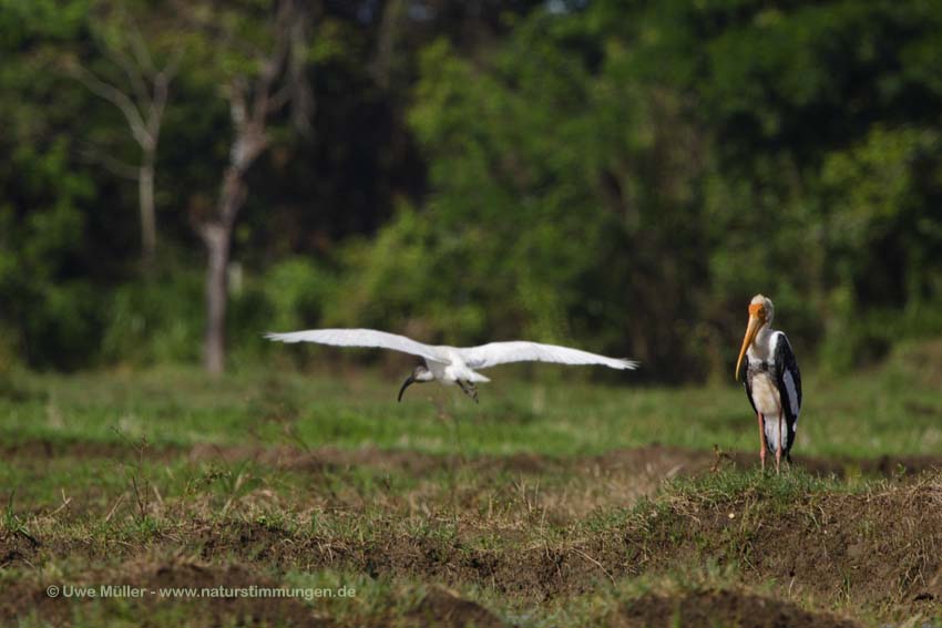 Buntstorch (Mycteria leucocephala)