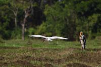 Buntstorch (Mycteria leucocephala)