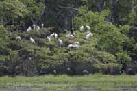 Buntstorch (Mycteria leucocephala)