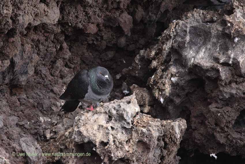 Felsentaube (Columba livia) oder Stadttaube (Columba livia forma domestica)